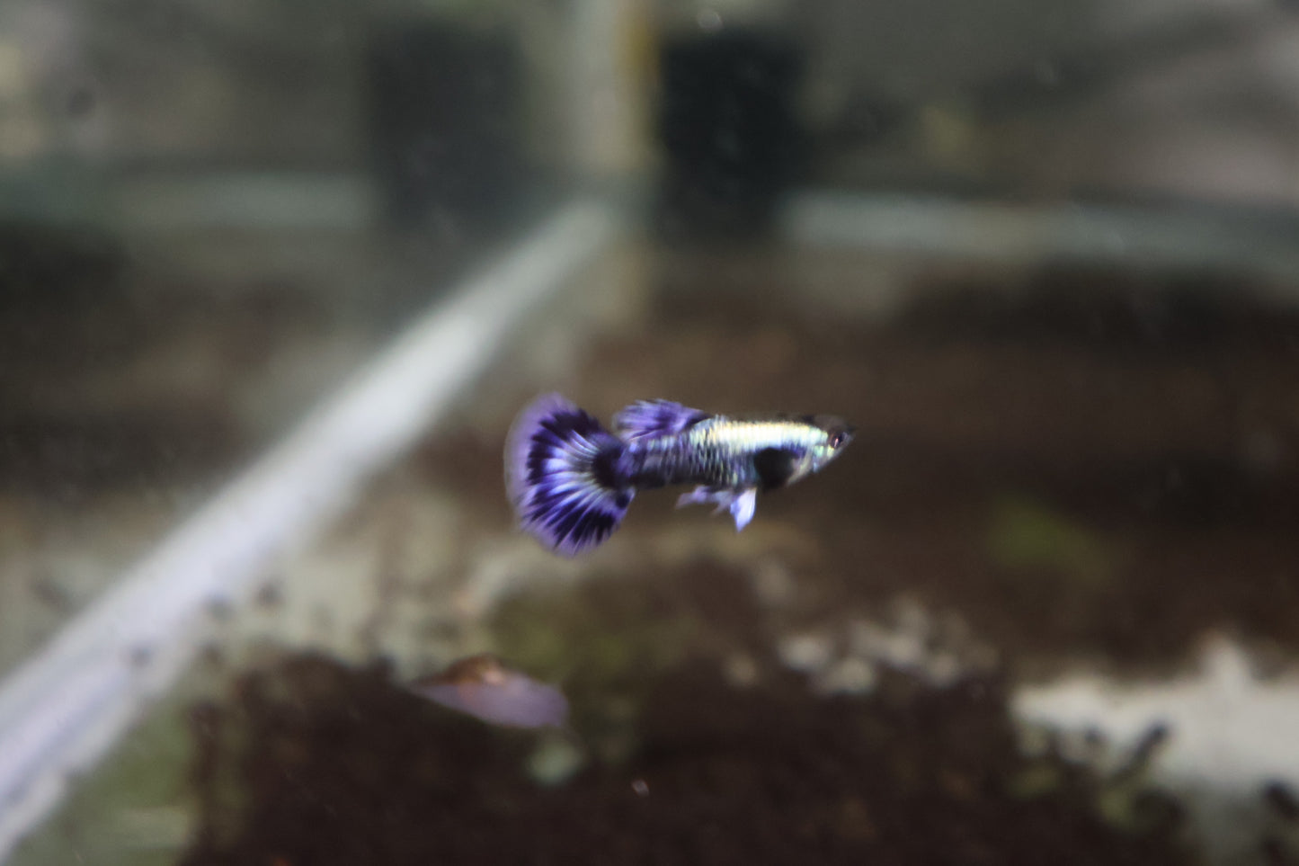 Fancy Guppy Fish Premium Quality Big Ear Lavender Mosaic