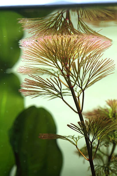Bundle of 4 Cabomba Caroliniana (Fan Wort)