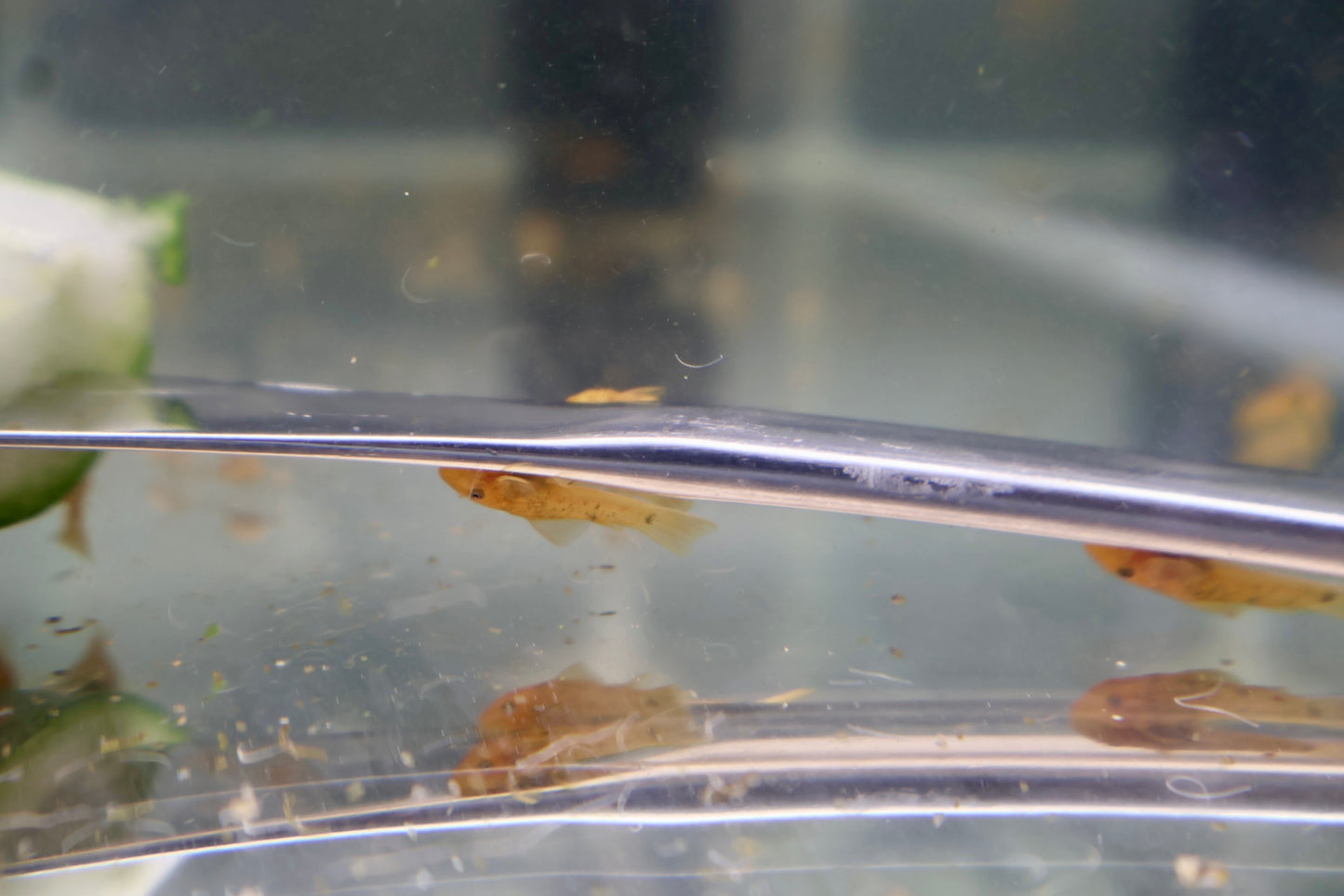 Super Red Bristlenose Pleco