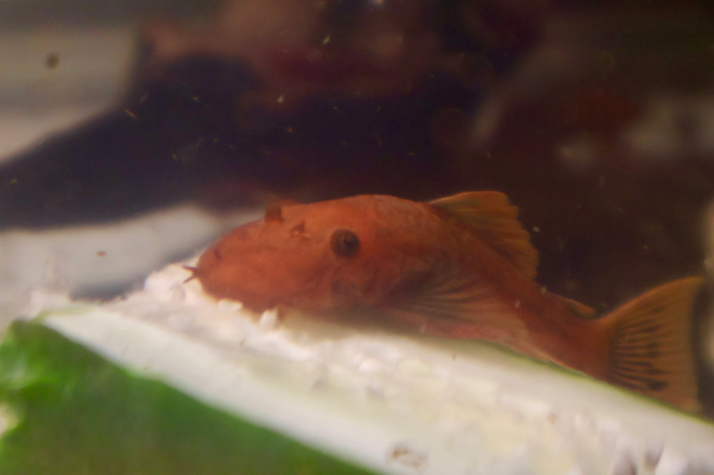 Super Red Bristlenose Pleco