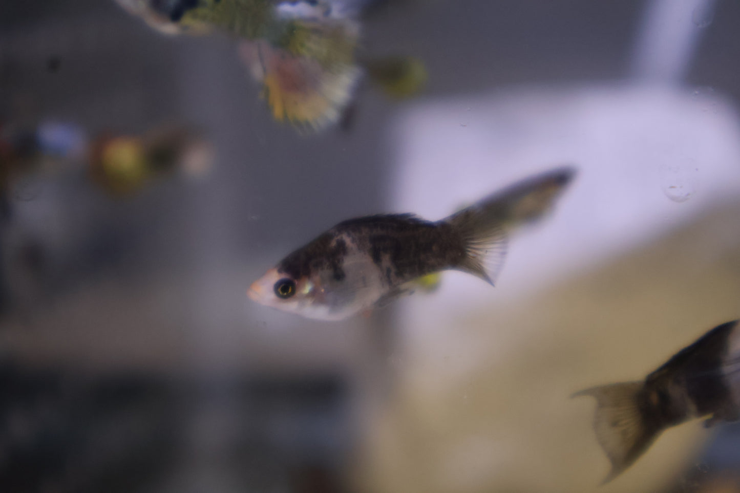 Assorted Juvenile or older Balloon Belly Mollies