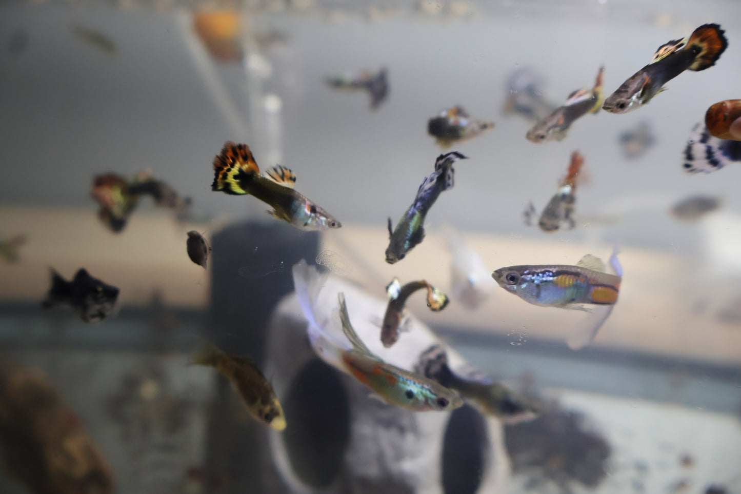 Assorted Premium Male Guppies