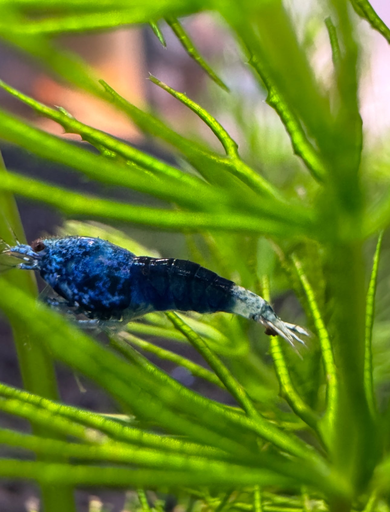 Blue Bolt Shrimp