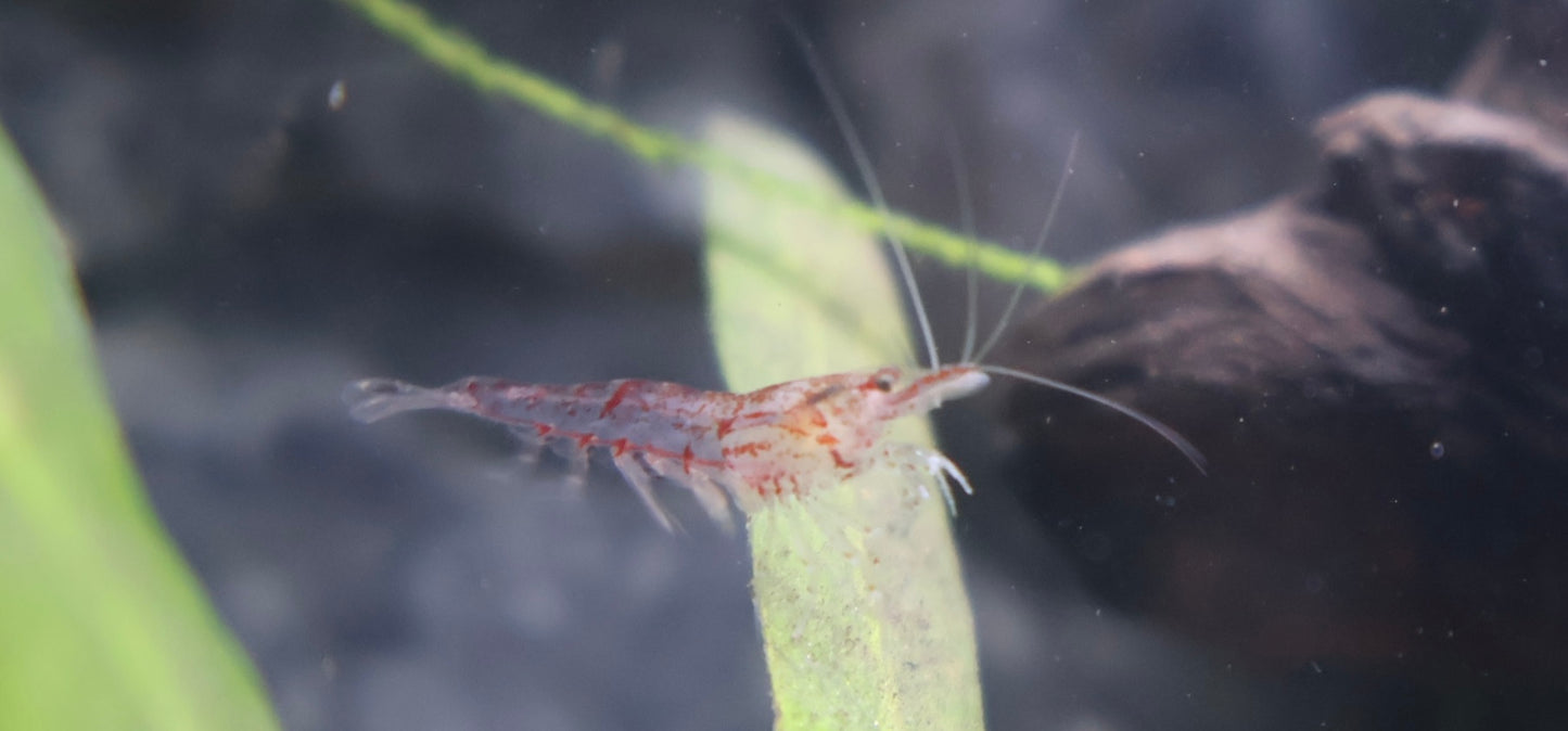Low grade Cull / Wild Type Neo Caridina