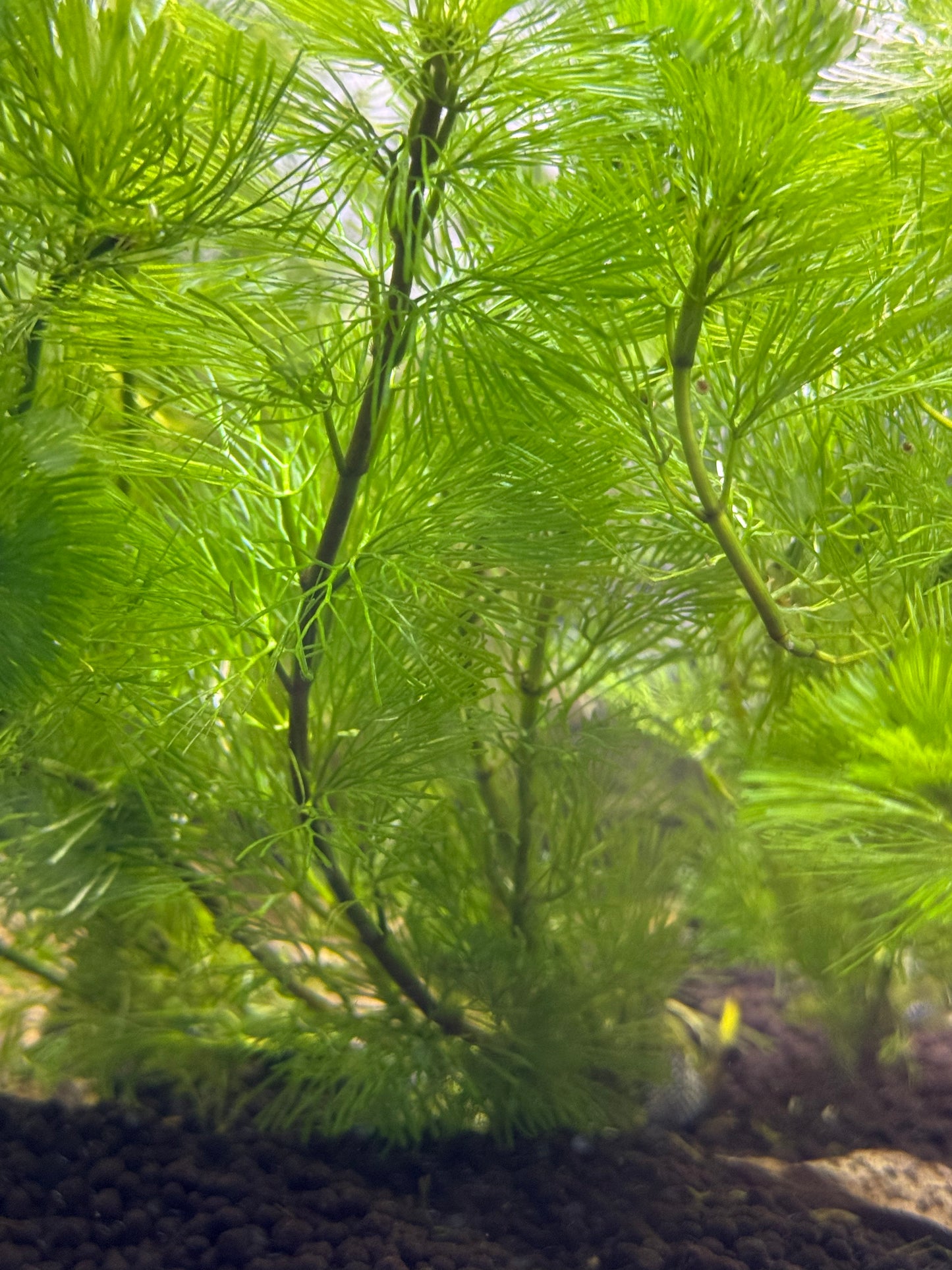 Bundle of 4 Cabomba Caroliniana (Fan Wort)