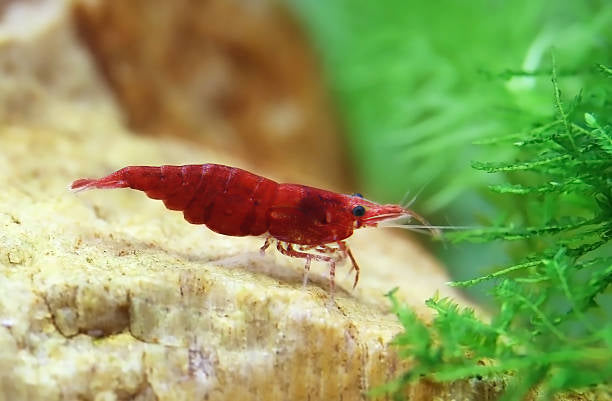 Fire Red Cherry Shrimp