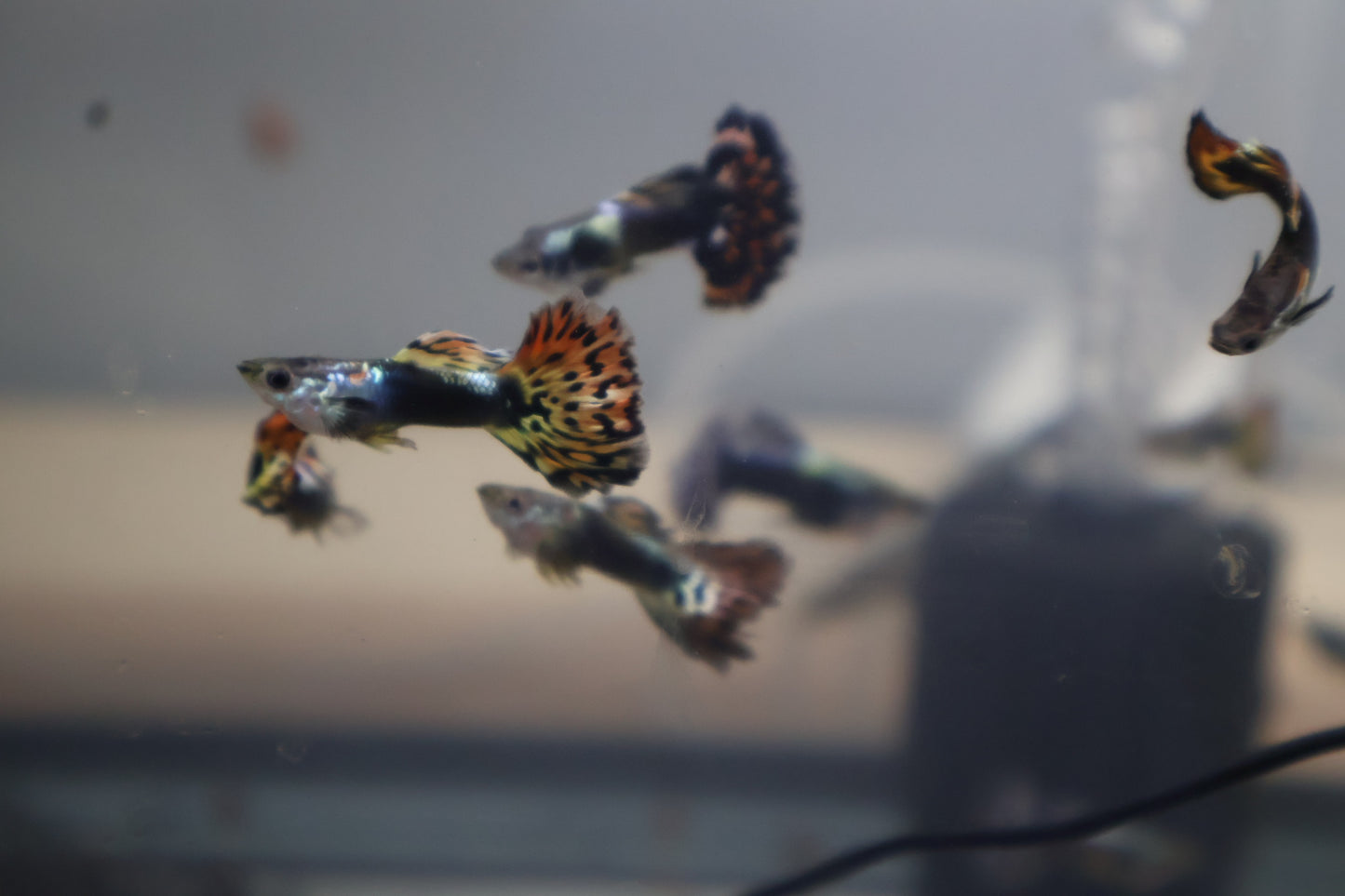 Assorted Premium Male Guppies