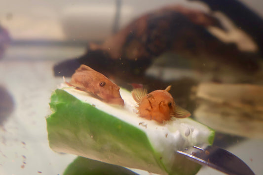 Super Red Bristlenose Pleco