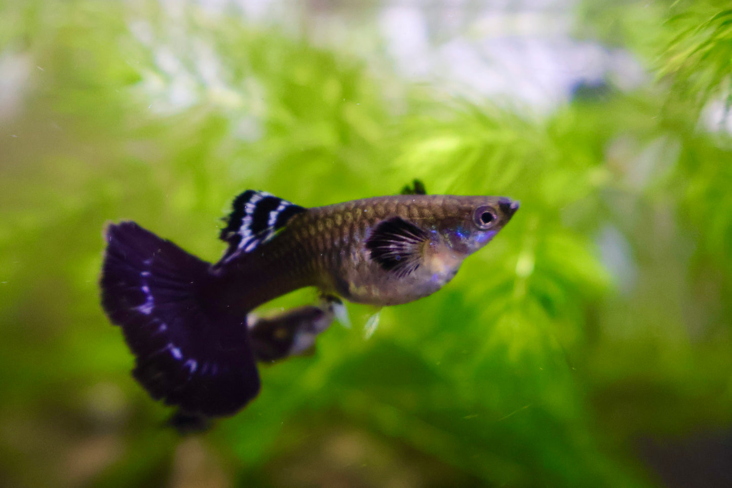 Fancy Guppy Fish Premium Quality Big Ear Lavender Mosaic