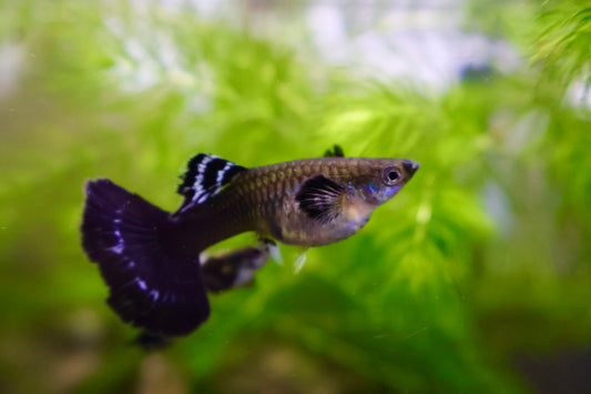 Assorted Premium Female Guppies