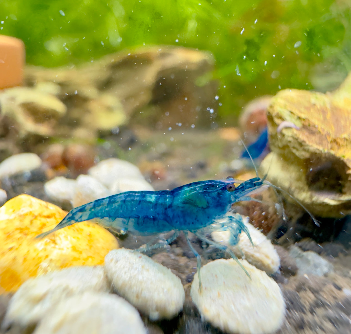 Blue Dream Shrimp