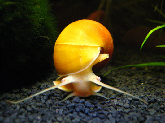 Pea Sized or Bigger Yellow Mystery Snail