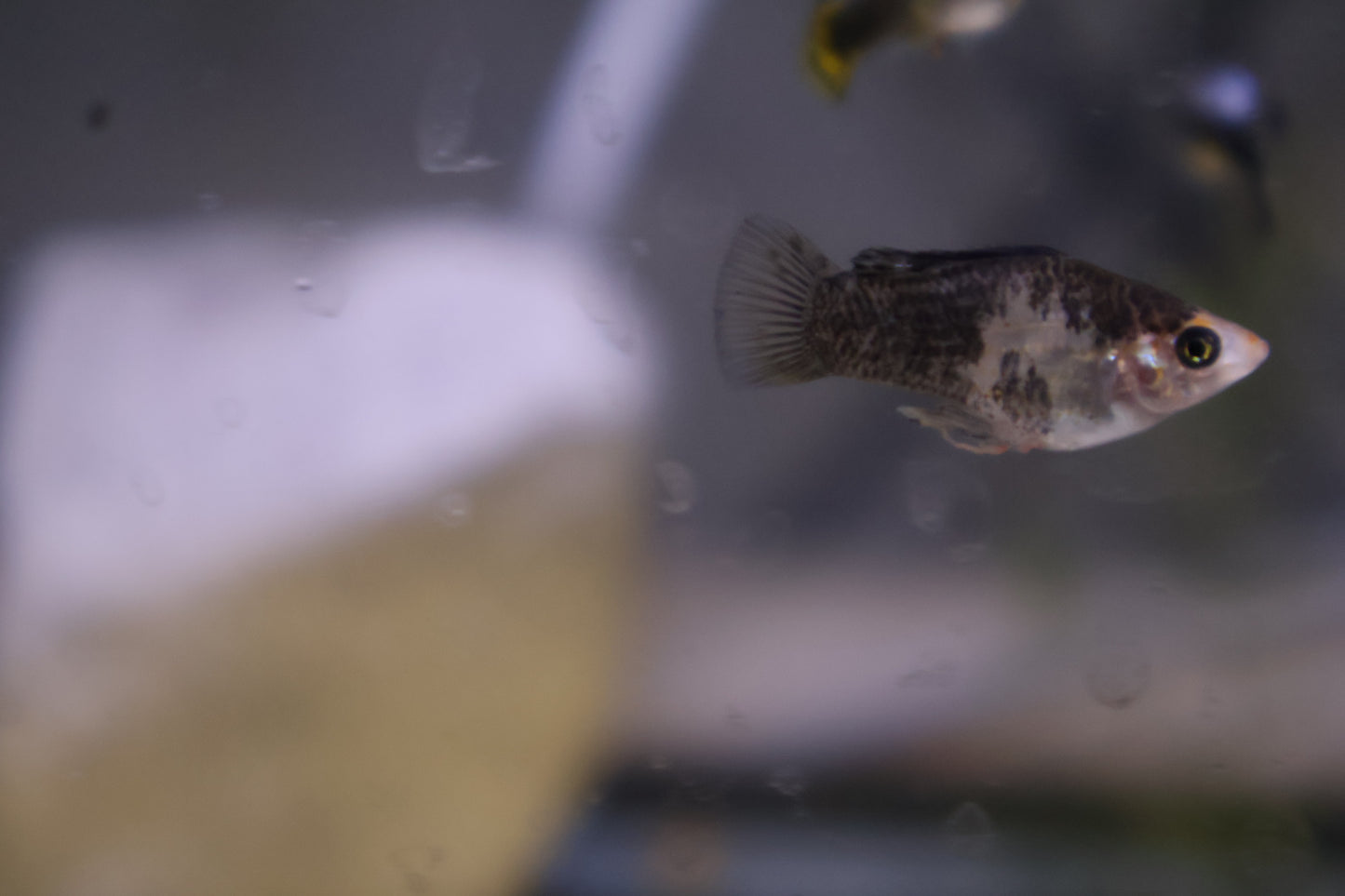 Assorted Juvenile or older Balloon Belly Mollies