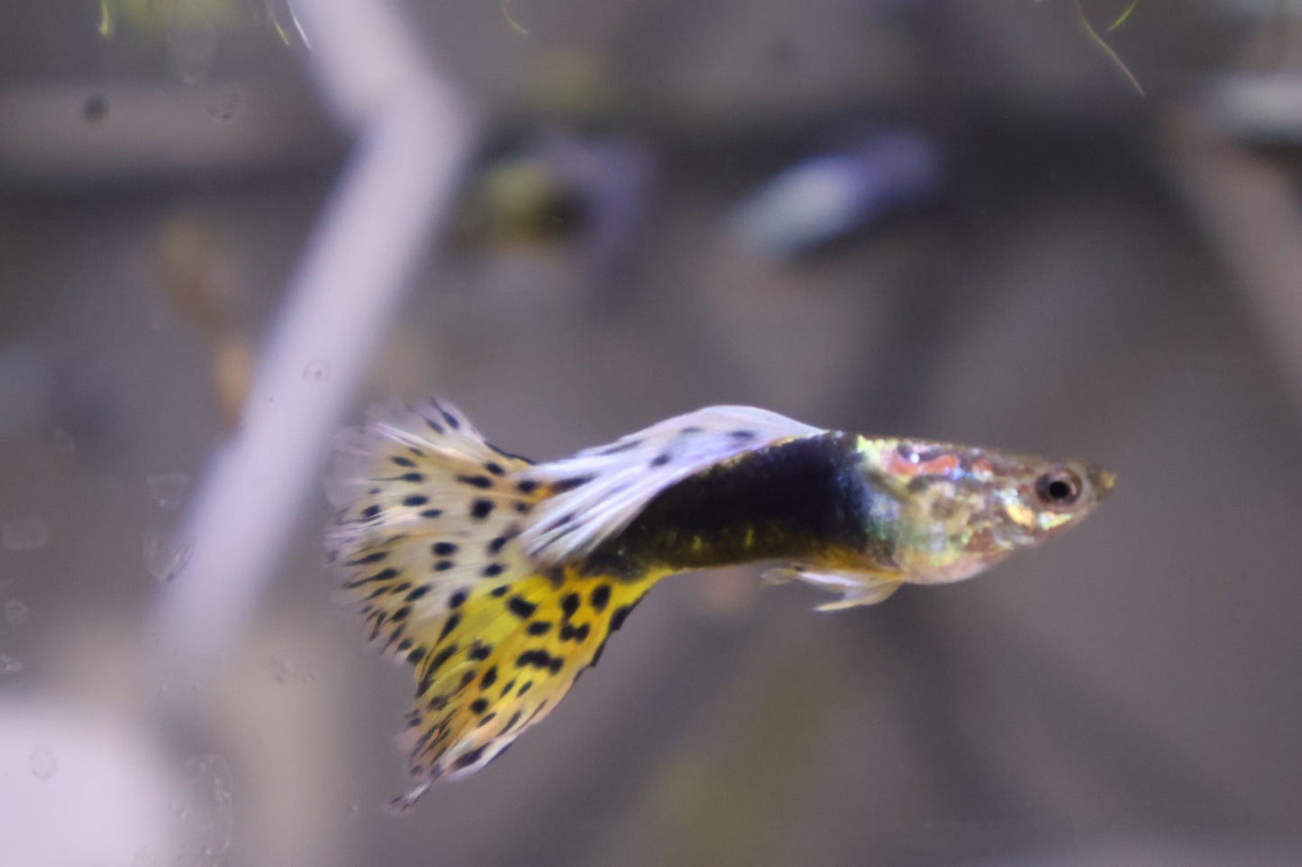 Green Dragon Guppy