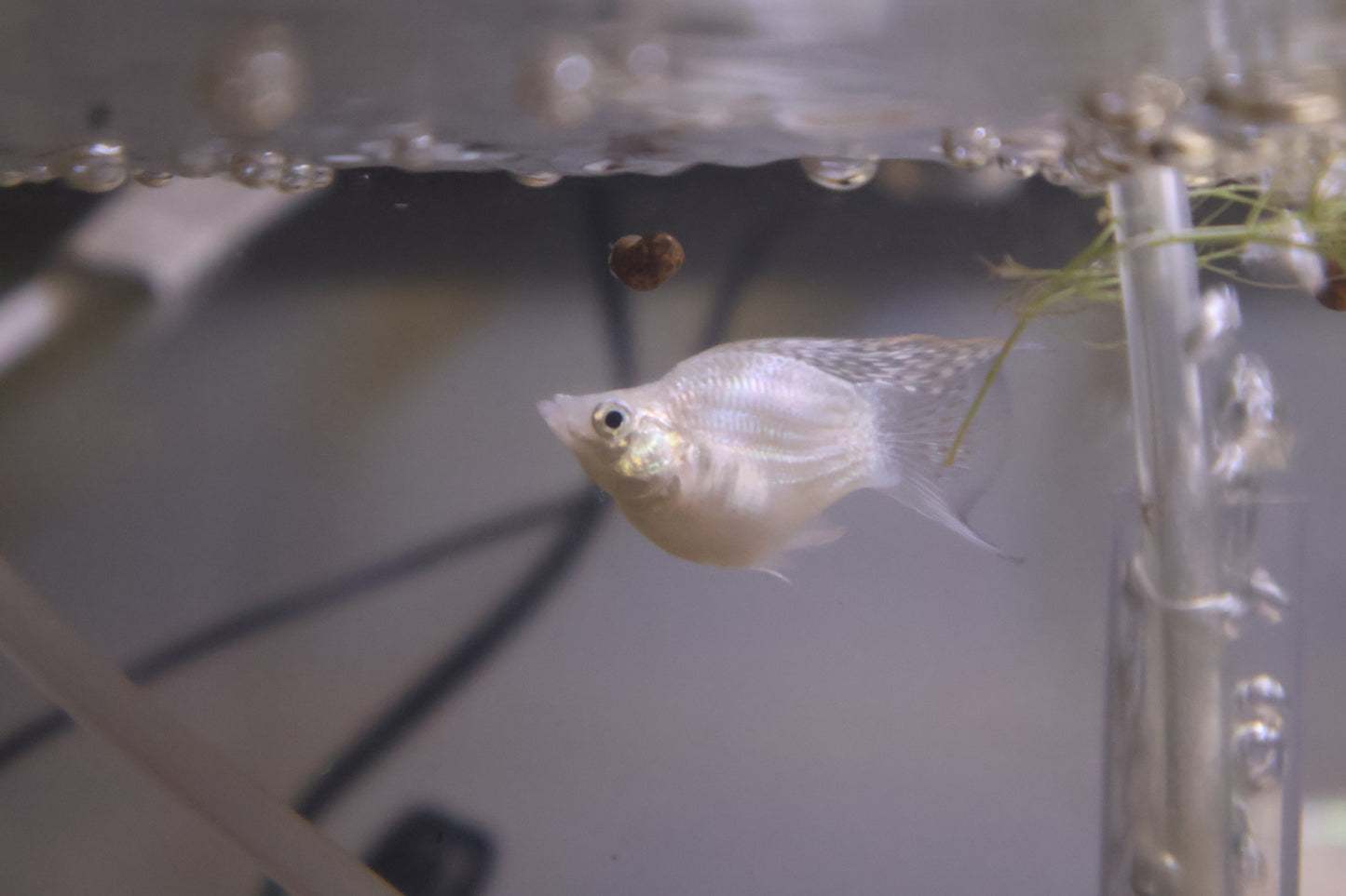 Assorted Juvenile or older Balloon Belly Mollies
