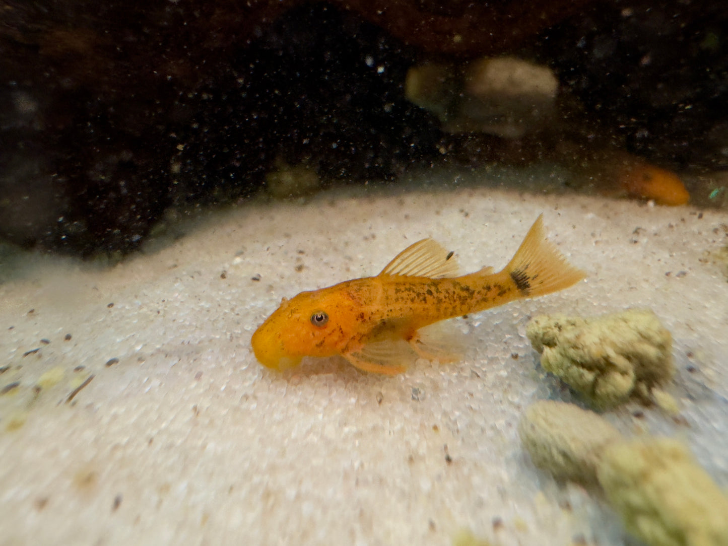 Super Red Bristlenose Pleco