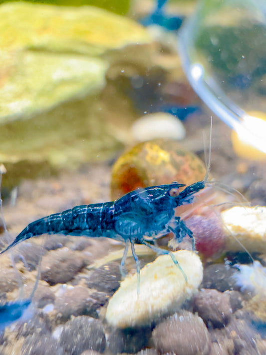 Blue Dream Shrimp