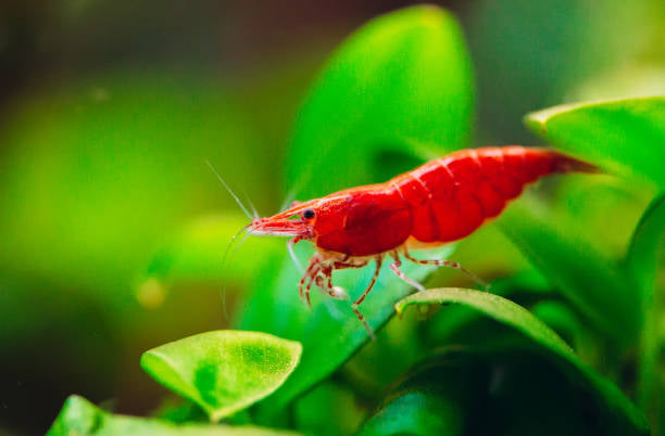 Fire Red Cherry Shrimp