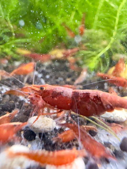 High Sakura Grade or higher Cherry Shrimp