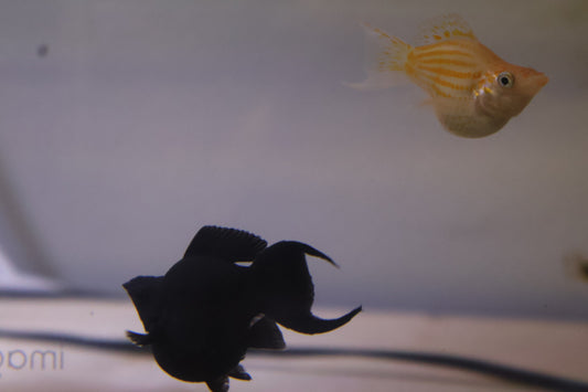 Assorted Juvenile or older Balloon Belly Mollies