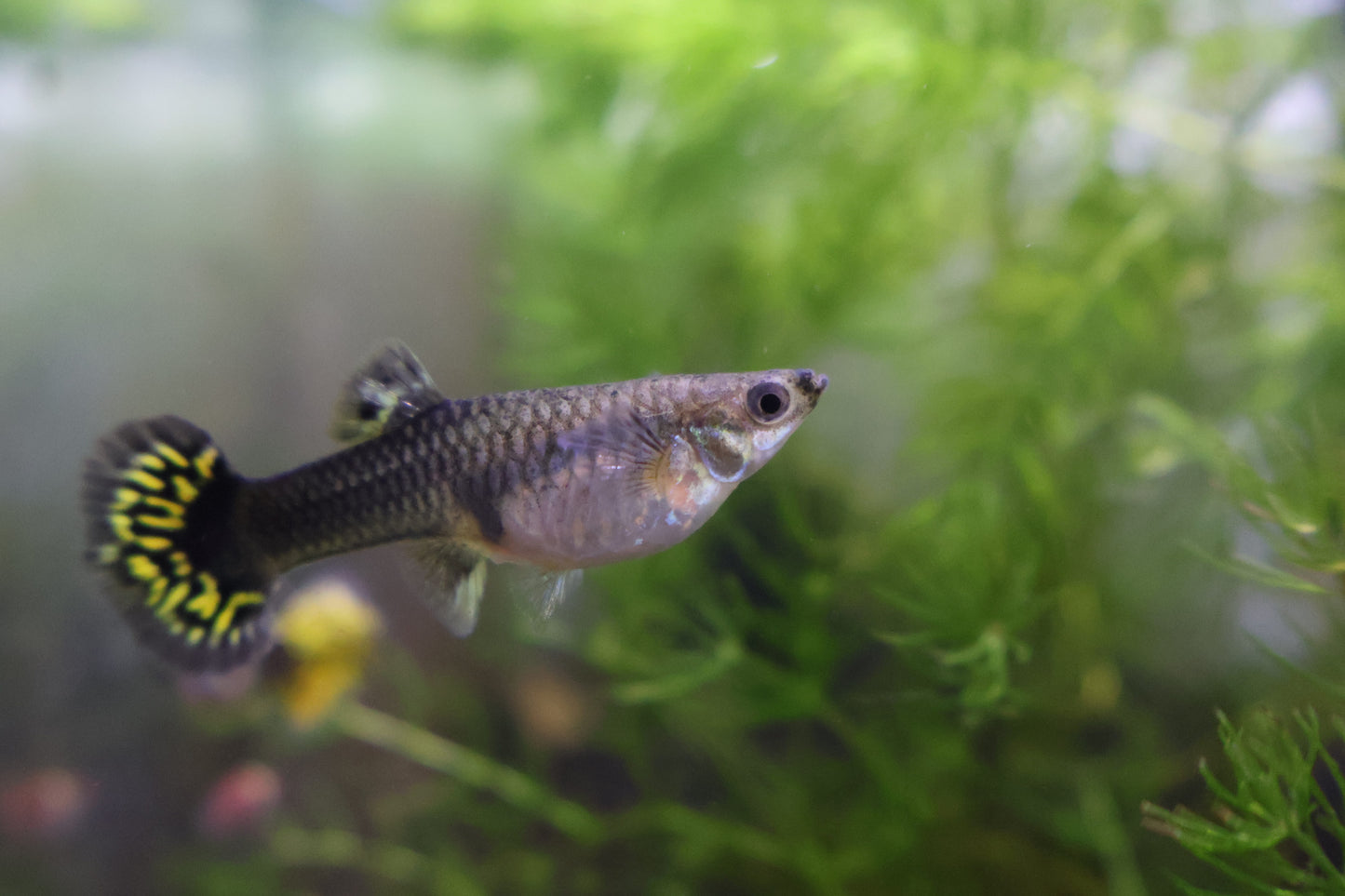 Assorted Premium Female Guppies