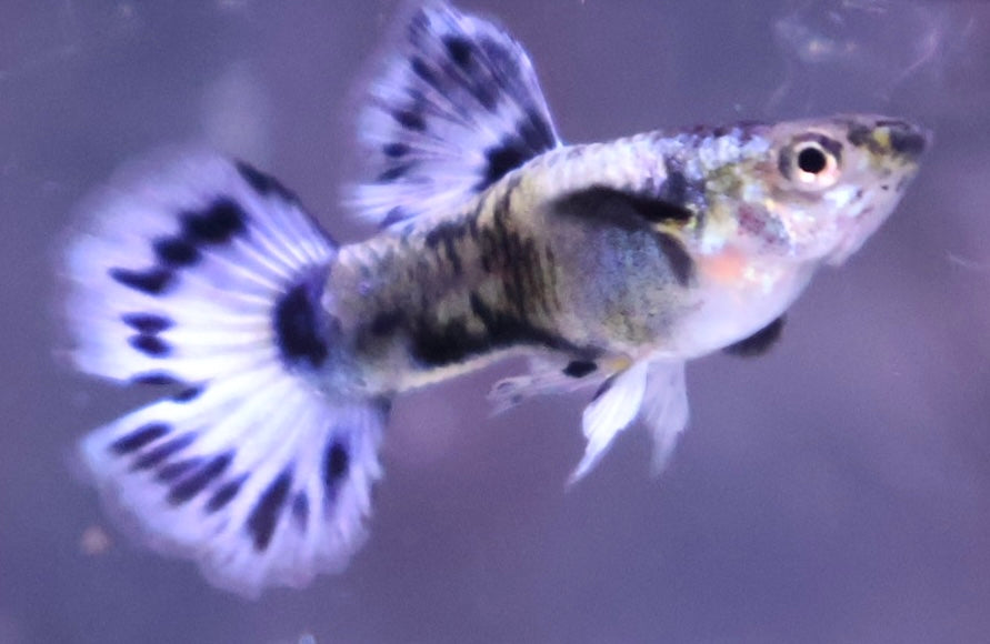 Fancy Guppy Fish Premium Quality Big Ear Lavender Mosaic