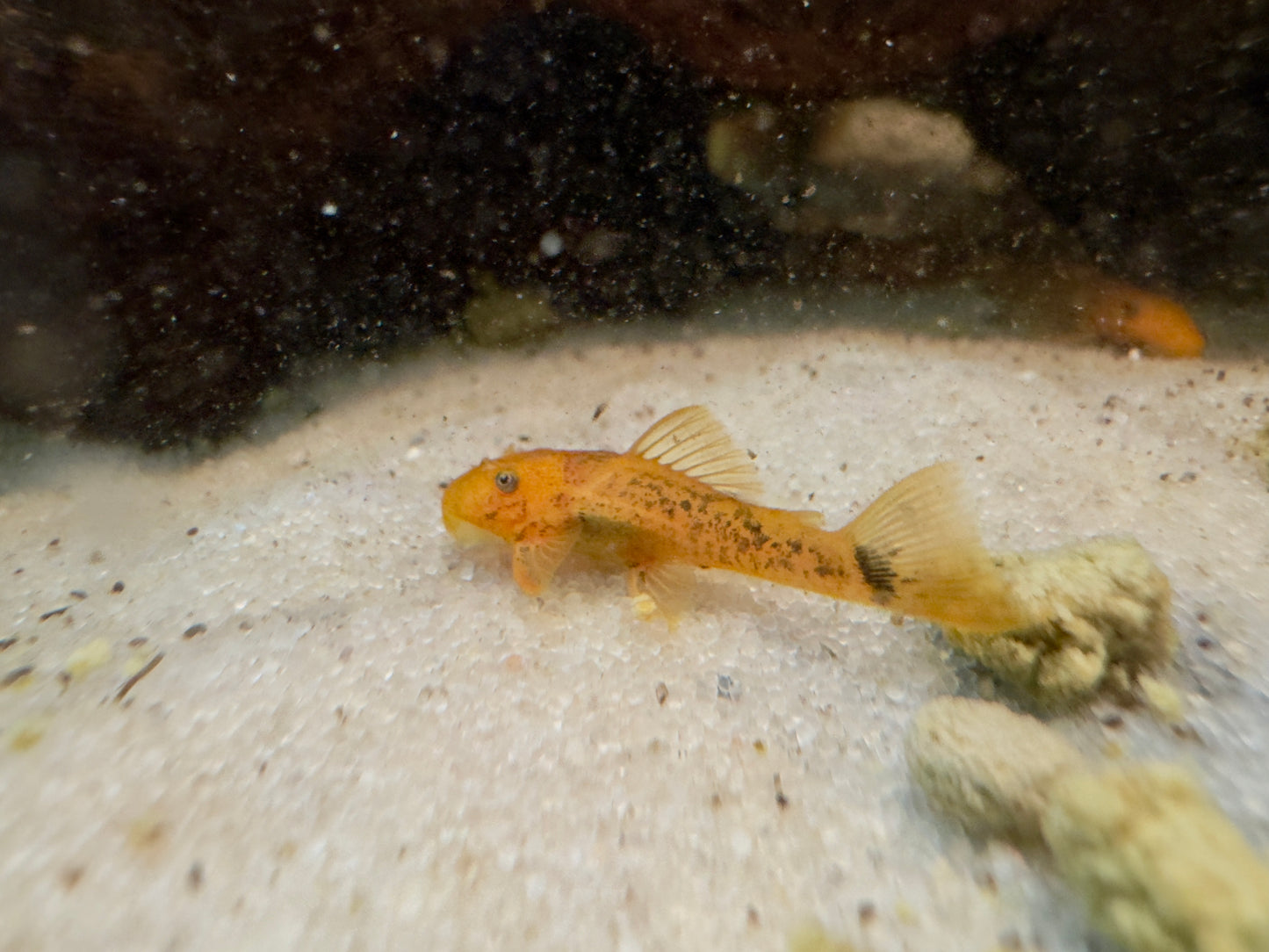 Super Red Bristlenose Pleco
