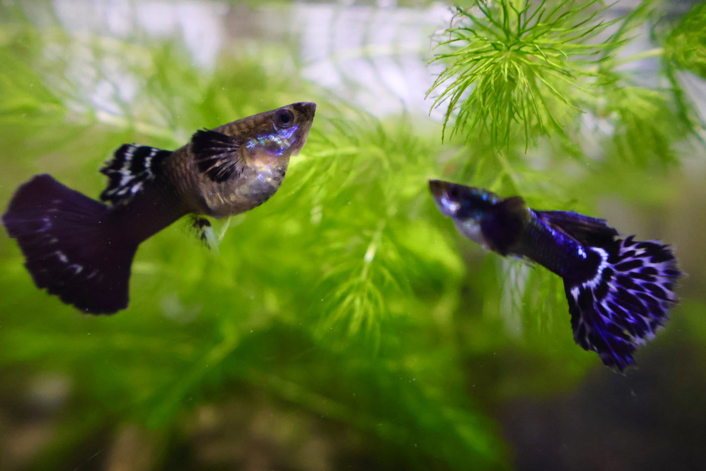Fancy Guppy Fish Premium Quality Big Ear Lavender Mosaic