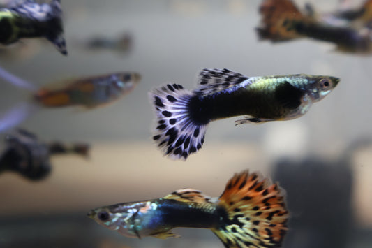 Assorted Premium Male Guppies