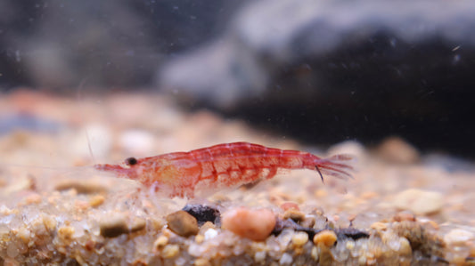 Low grade Cull / Wild Type Neo Caridina