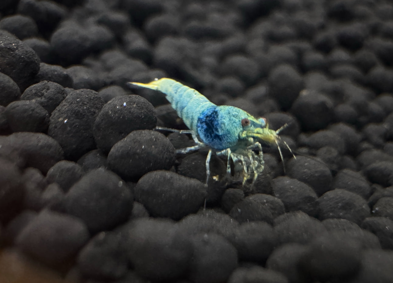 Blue Bolt Shrimp
