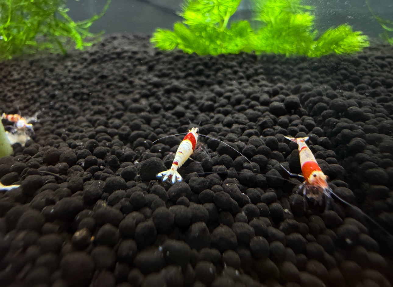 Crystal Red Shrimps