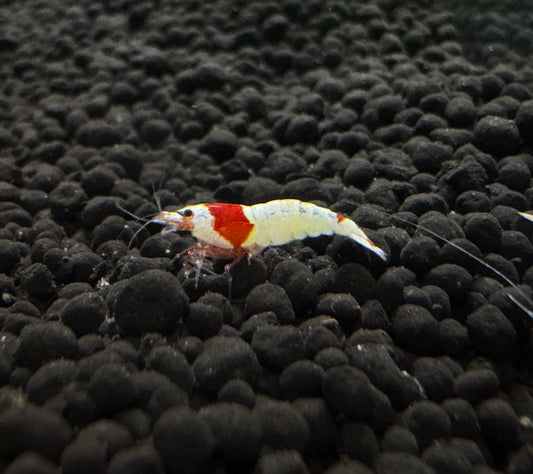 Crystal Red Shrimps