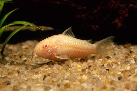 Albino Corydoras