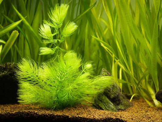 Bundle of Hornwort (Ceratophyllum demersum)
