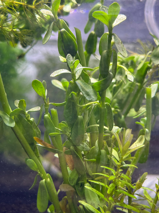 Bundle of 4 Money Worts (Bacopa Monnieri)