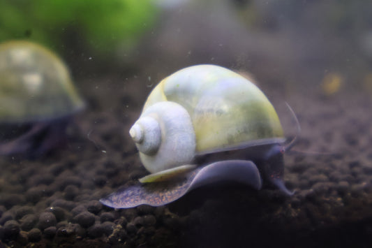 Blue Mystery Snail