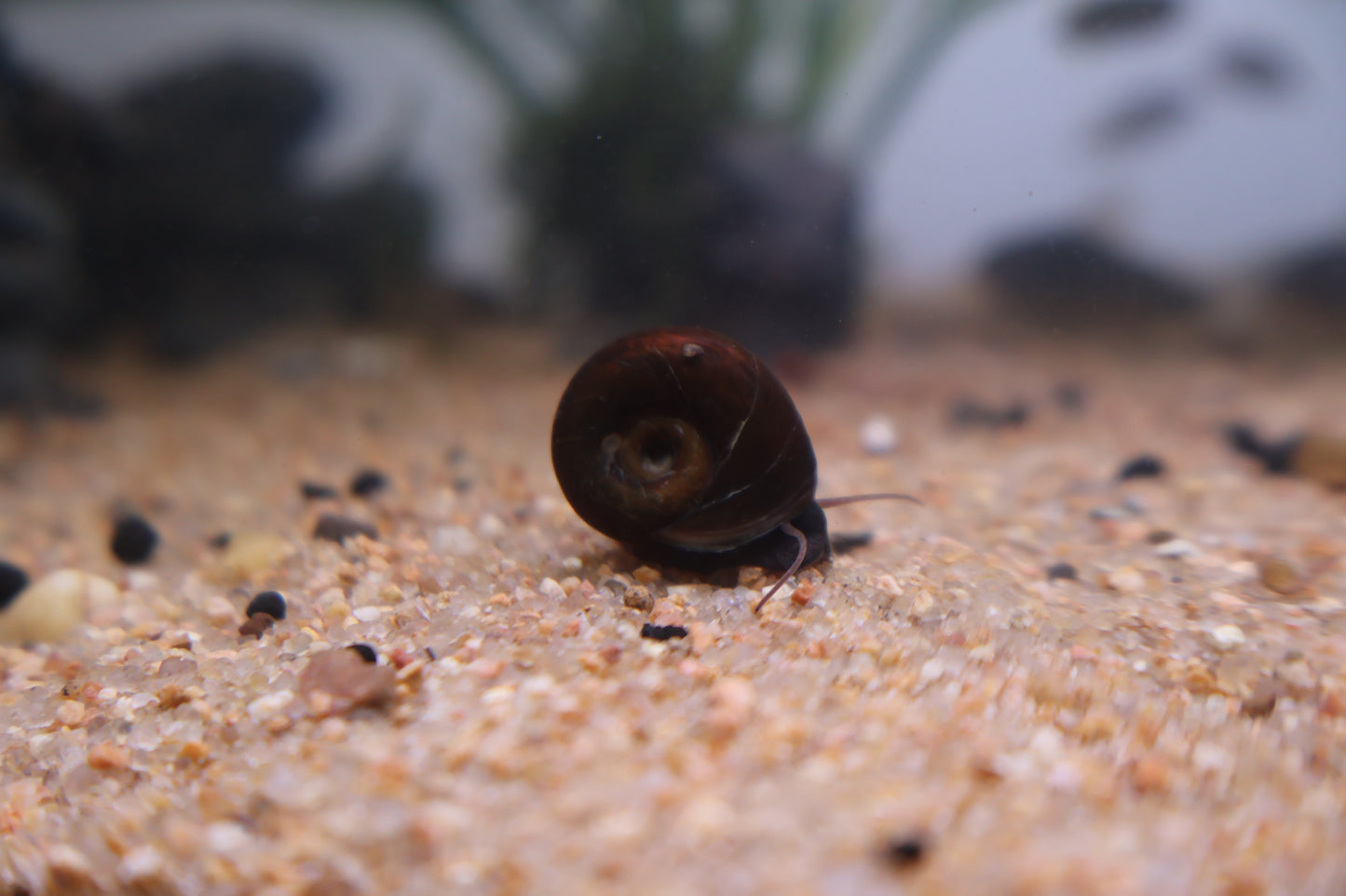 Brown Ramshorn Snail