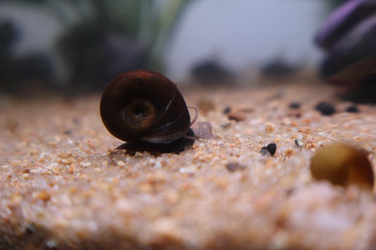 Brown Ramshorn Snail