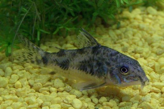 Peppered Corydora