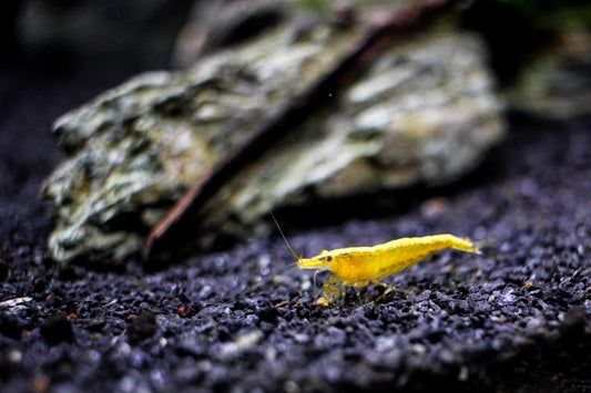 Yellow Golden Back Shrimp