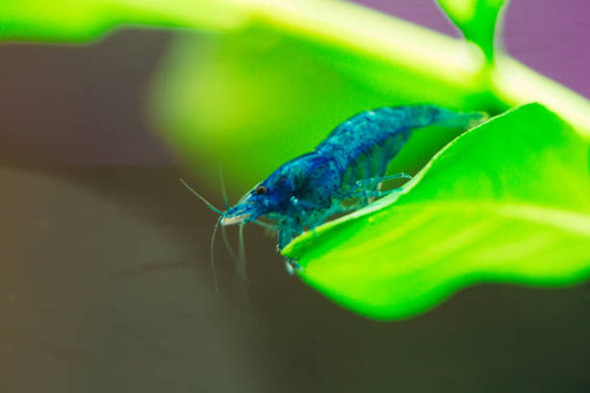 Blue Dream Shrimp